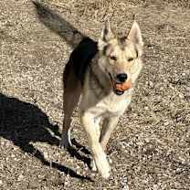 Thumbnail photo of Timber #1