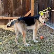 Thumbnail photo of Timber #2