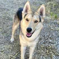 Thumbnail photo of Timber #3