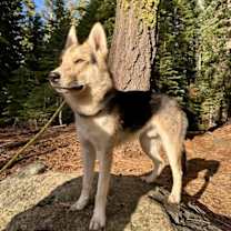 Thumbnail photo of Timber #4