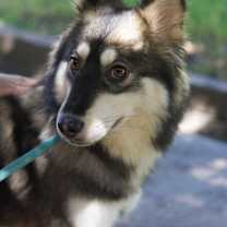 adopt-pet