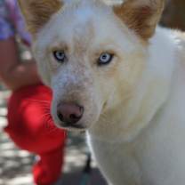 adopt-pet