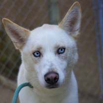 adopt-pet