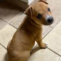 Thumbnail photo of Peanut #4