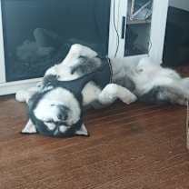 Thumbnail photo of Kodiak #2