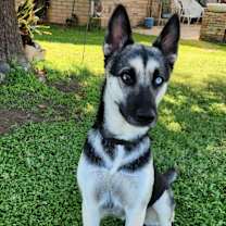 adopt-pet