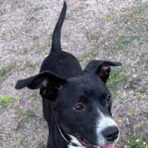 Thumbnail photo of Pig #2