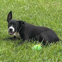 Thumbnail photo of Pig #3