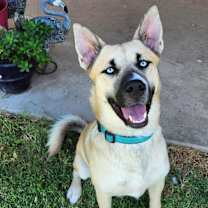 adopt-pet