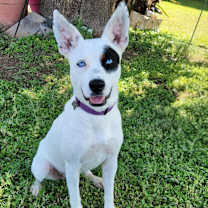 adopt-pet