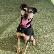 adopt-pet
