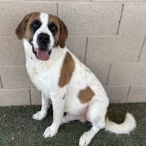 adopt-pet