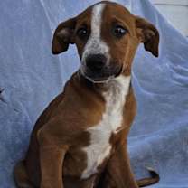 Thumbnail photo of Milo #2