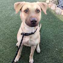 adopt-pet