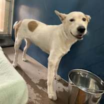 adopt-pet