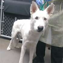adopt-pet