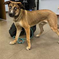 adopt-pet