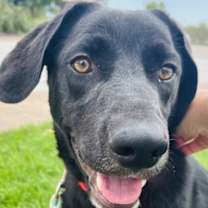 Thumbnail photo of Onyx #1