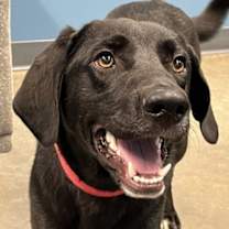 Thumbnail photo of Onyx #2