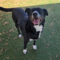adopt-pet