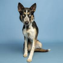 adopt-pet