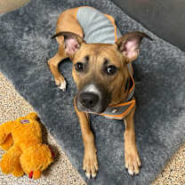 adopt-pet