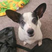 Thumbnail photo of Dexter #2