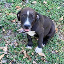 Thumbnail photo of Max~adopted! #1