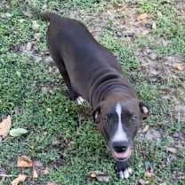 Thumbnail photo of Max~adopted! #2