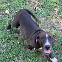 Thumbnail photo of Max~adopted! #3