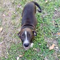 Thumbnail photo of Max~adopted! #4