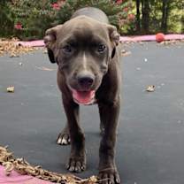 Thumbnail photo of Marshall #1