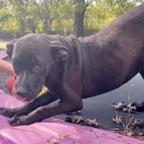 Thumbnail photo of Marshall #3