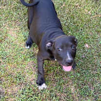 Thumbnail photo of Lizzie #3