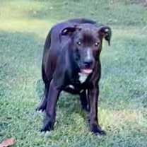 Thumbnail photo of Lizzie #1