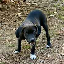 Thumbnail photo of Lilly #4