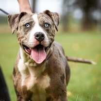 Thumbnail photo of Aspen - Tyner NC #1