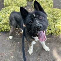 Thumbnail photo of Rowan #1