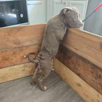 Thumbnail photo of Dynasty #3