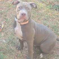 Thumbnail photo of Dynasty #1