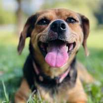 Thumbnail photo of Puddin #2