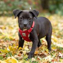 Thumbnail photo of 90's Pop Singers Litter - Mariah Carey - I'll Be Home for Christmas Promo #2