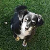 Thumbnail photo of George  -  Bonded With Gracie  - Las Vegas #3