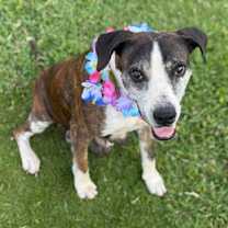 Thumbnail photo of Gaia #3