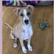 adopt-pet
