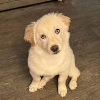 adopt-pet