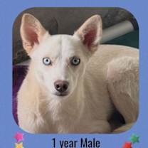 adopt-pet