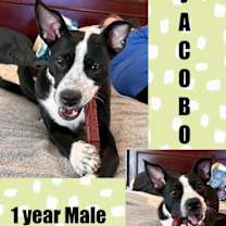 adopt-pet