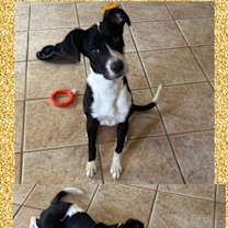 adopt-pet