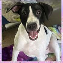 adopt-pet
